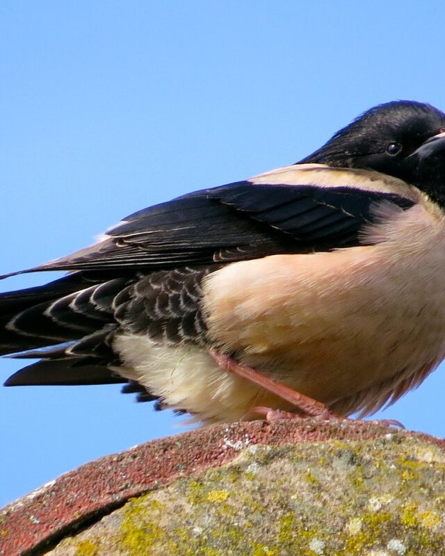 Rosy Starling