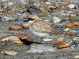 Greater Sand-Plover