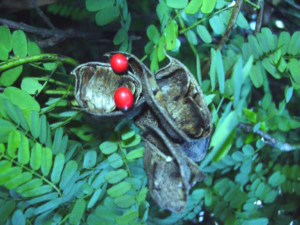 Rosary Pea
