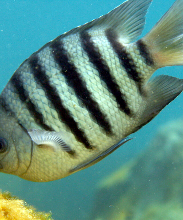 Bengal Sergeant