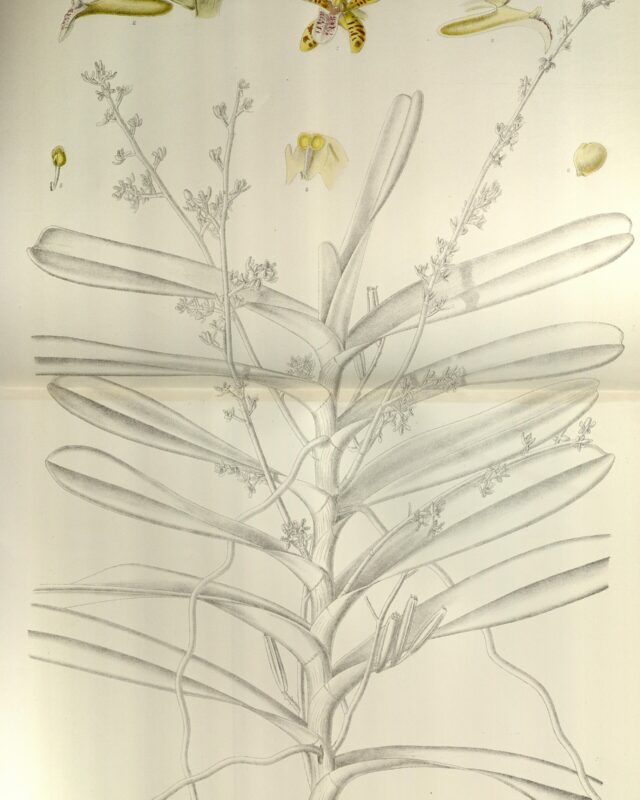 Acampe ochracea