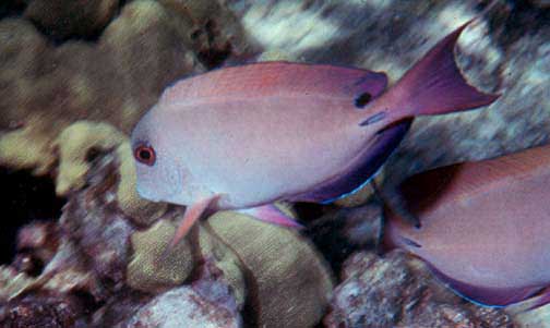 Dusky Surgeonfish