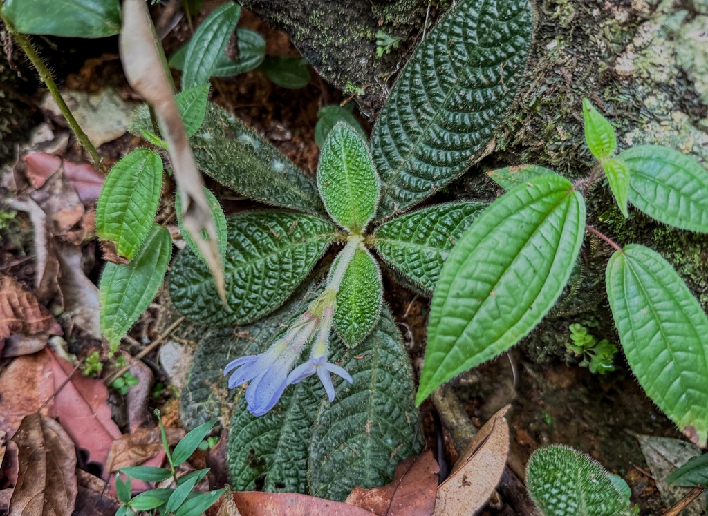 Acranthera ceylanica