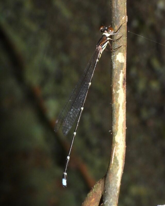 Adam’s Shadowdamsel