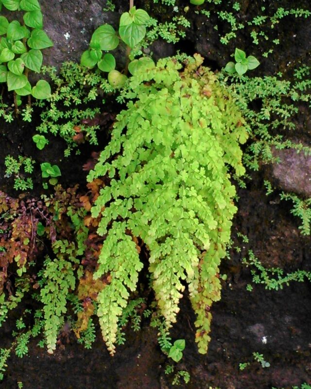 Polished Maidenhair