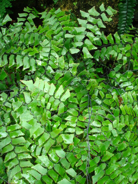 Diamond Maidenhair Fern
