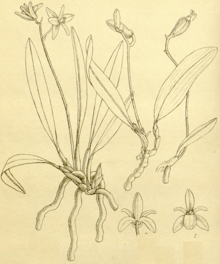 Adrorhizon purpurascens