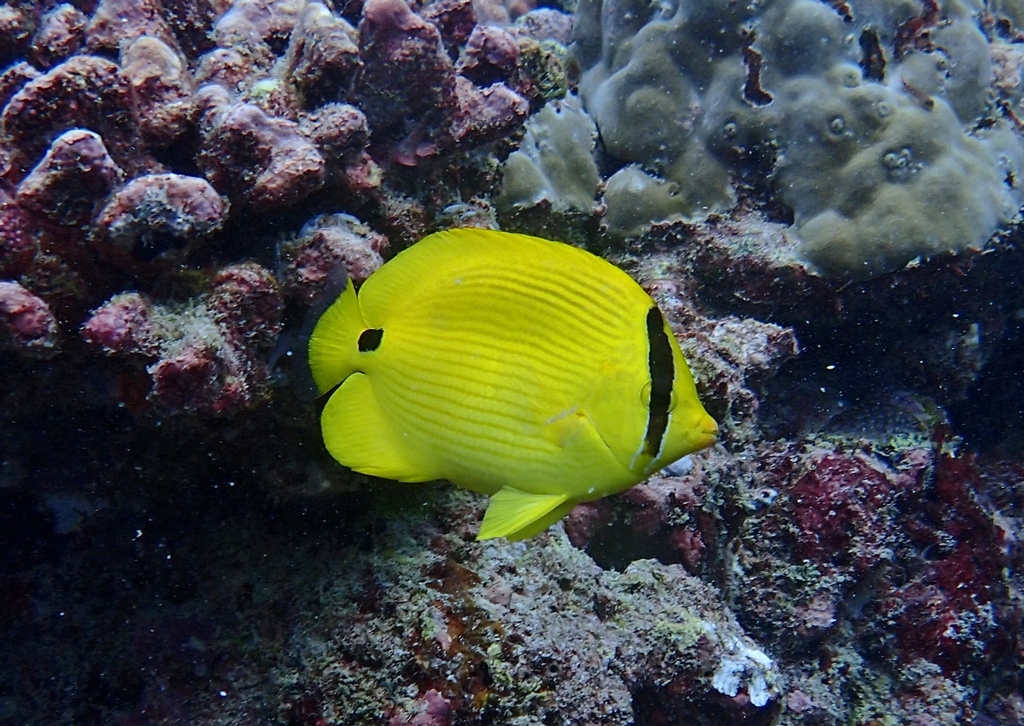 Andaman Butterflyfish