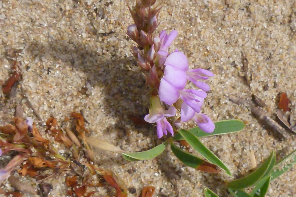 Aphyllodium biarticulatum