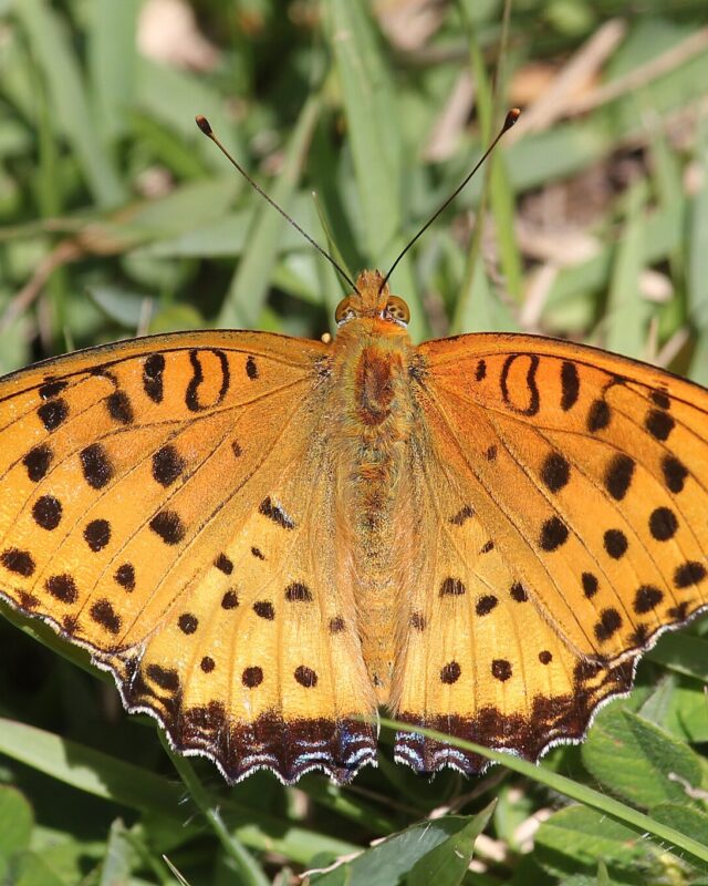 Tropical Fritillary