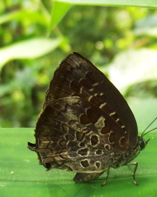 Tamil Oakblue