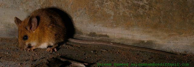 Asian Long-Tailed Climbing Mouse