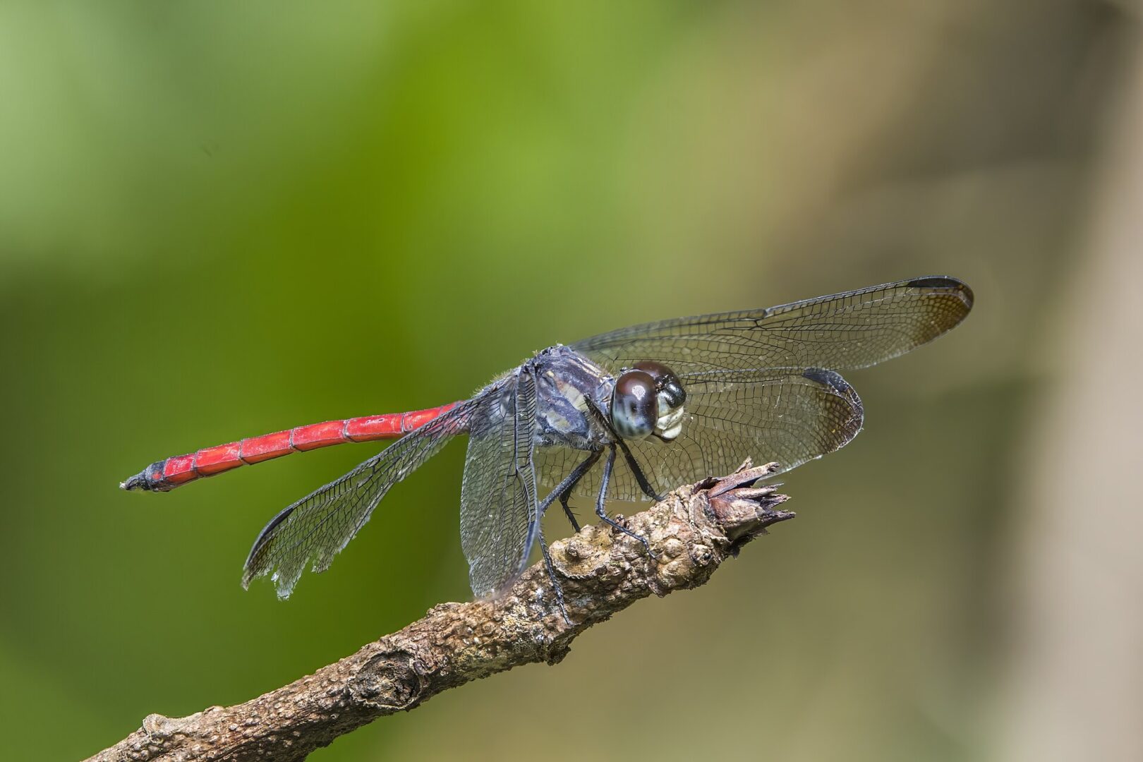 Asian Blood Tail