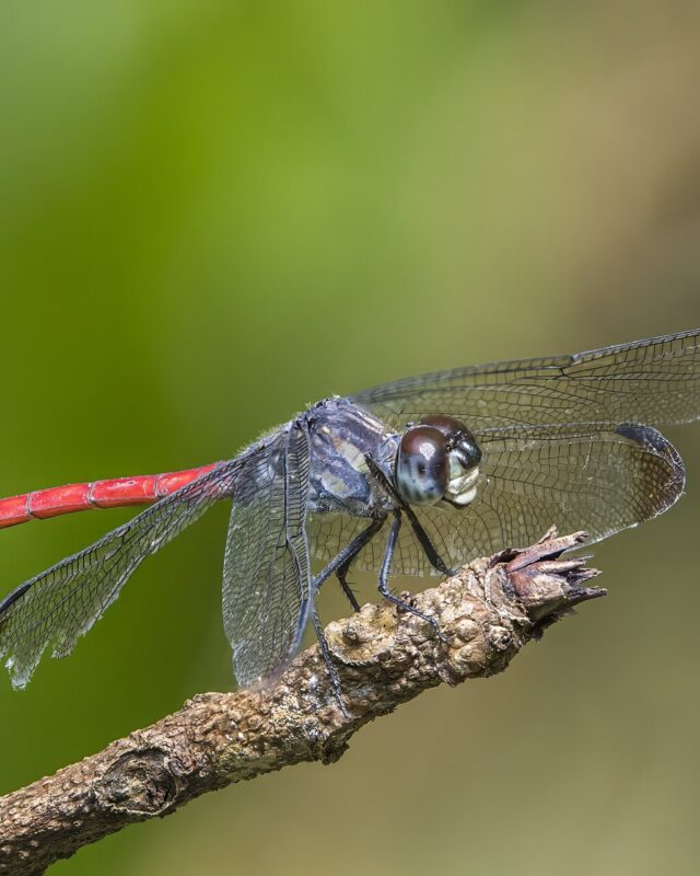 Asian Blood Tail