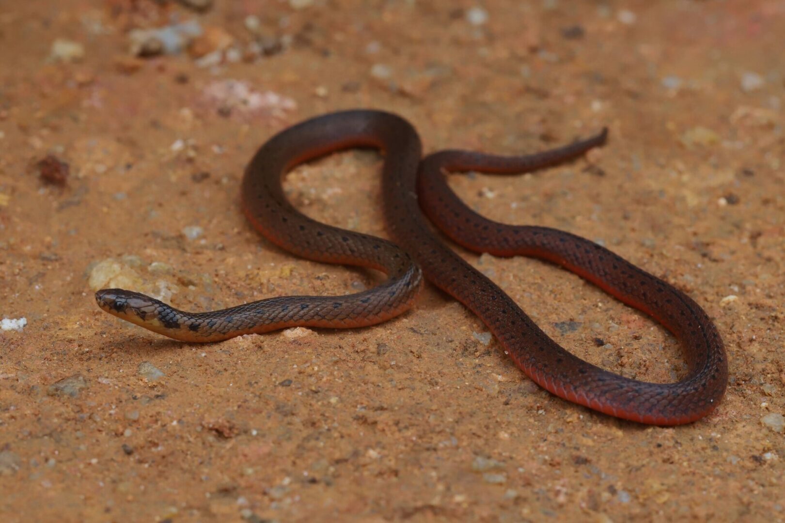 කුරුන් කරවලා