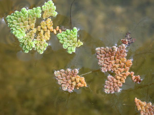 Feathered Mosquito Fern