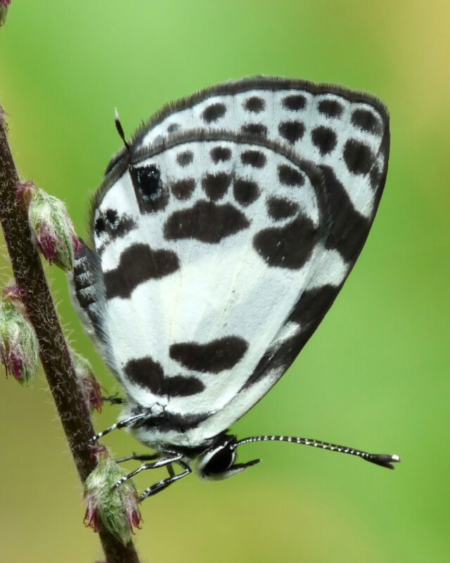 Banded Blue Pierrot
