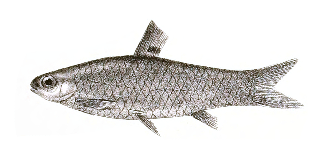 Long Snouted Barb