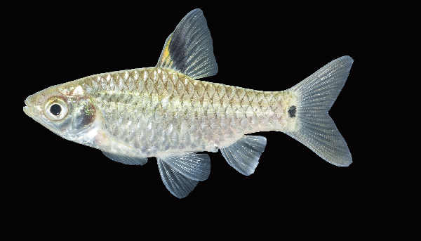 Greenstripe Barb