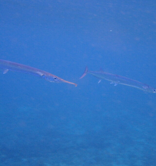 Black-Backed Needlefish