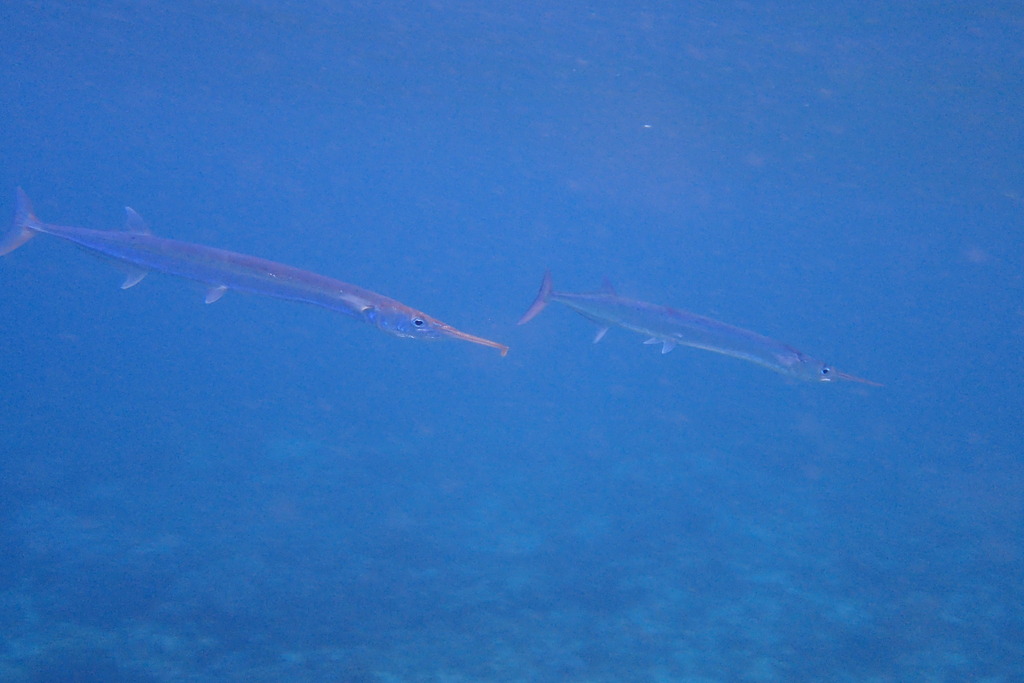 Black-Backed Needlefish