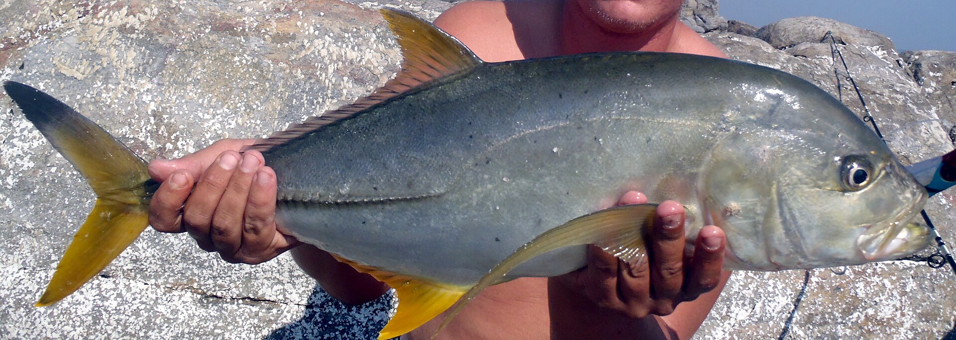 Blacktip Trevally