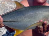 Blacktip Trevally