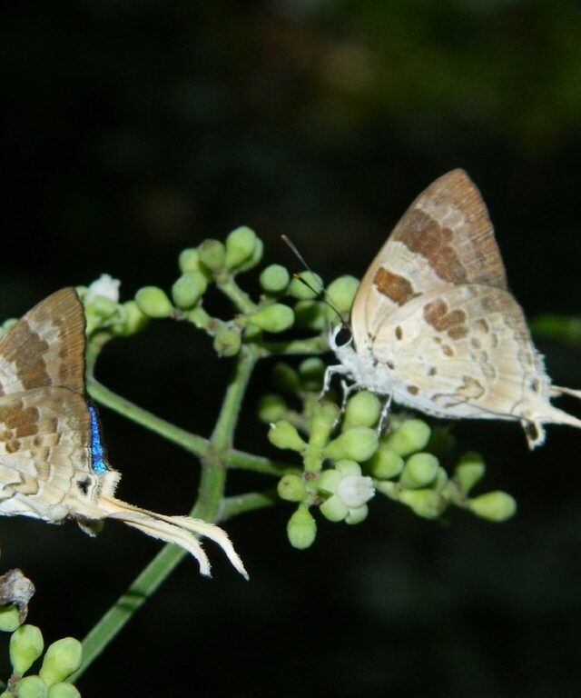 Blue-Bordered Plane