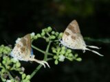 Blue-Bordered Plane