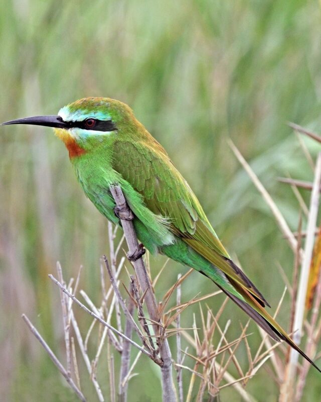Blue-Cheeked Bee-Eater