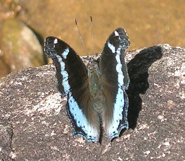 Blue Admiral