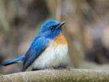 Blue-Throated Flycatcher