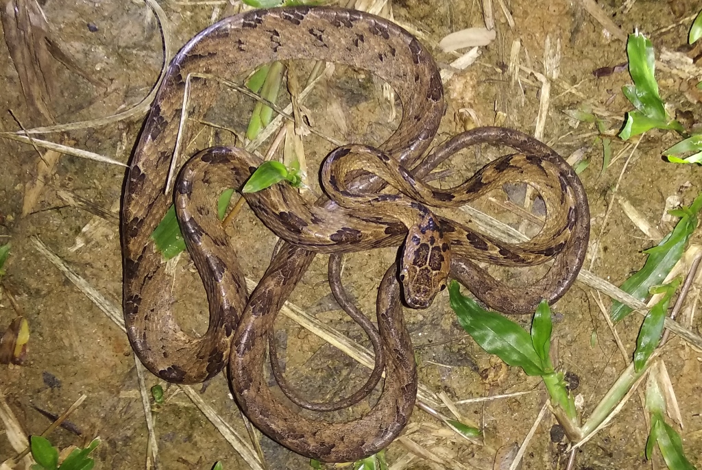 නිදි මාපිලා