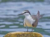 Bridled Tern