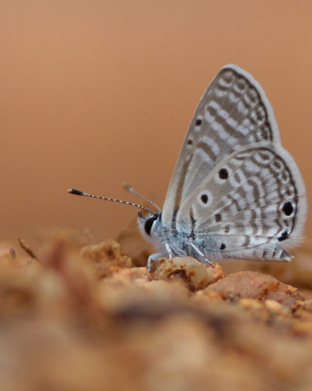 Bright Babul Blue