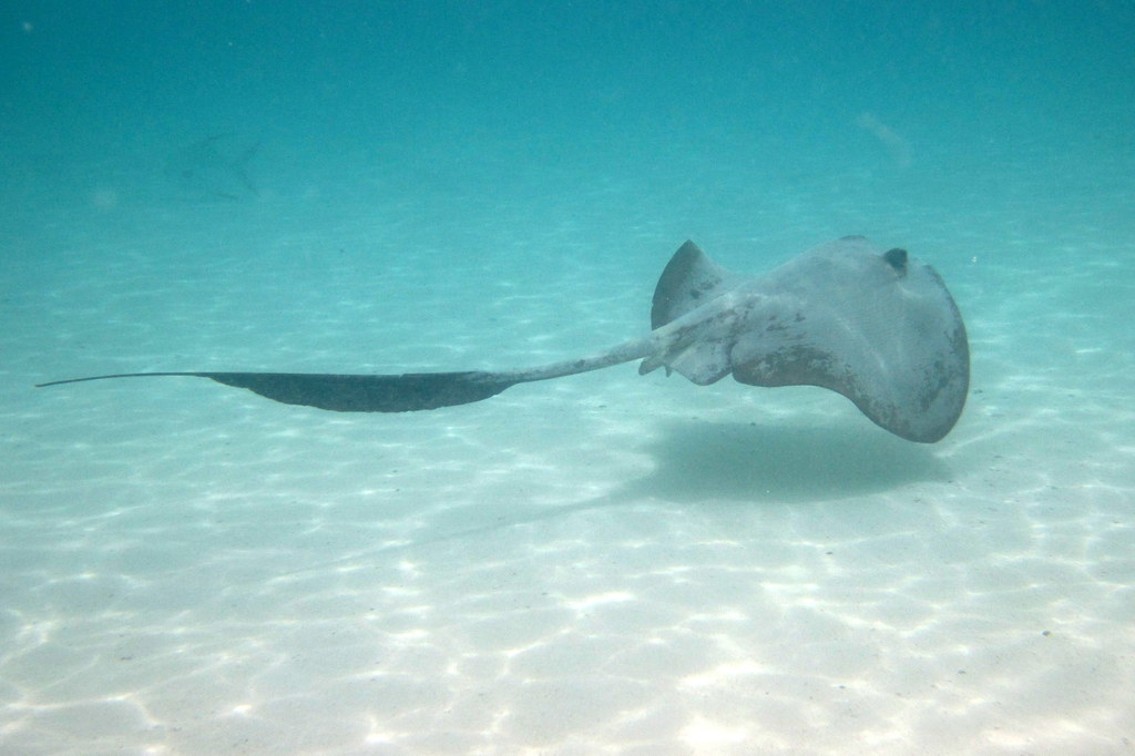 Broad Cowtail Stingray