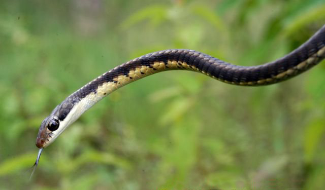 තුරු හාල්දණ්ඩා