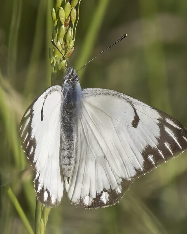 Pioneer White