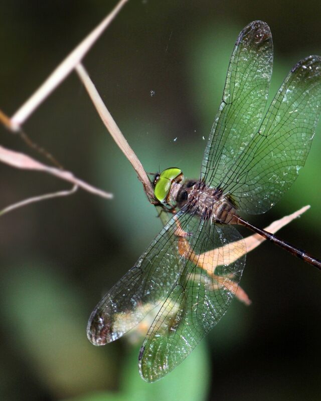 Dingy Dusk-Darter