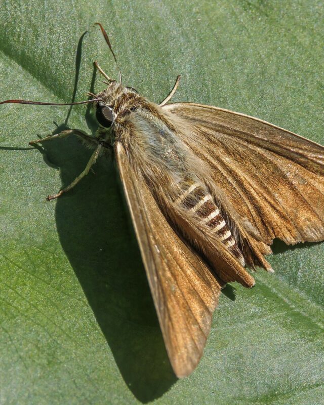 Brown Awl