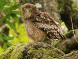 Brown Fish-Owl