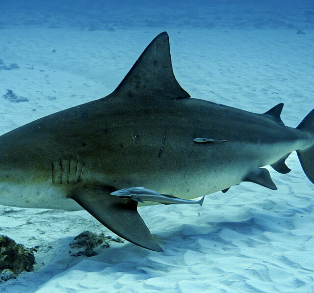 Bull Shark