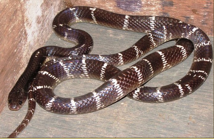 තෙල් කරවලා