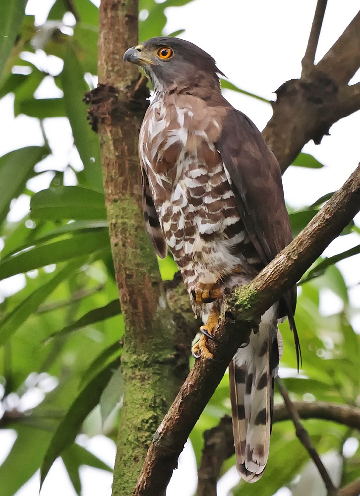 Crested Goshawk