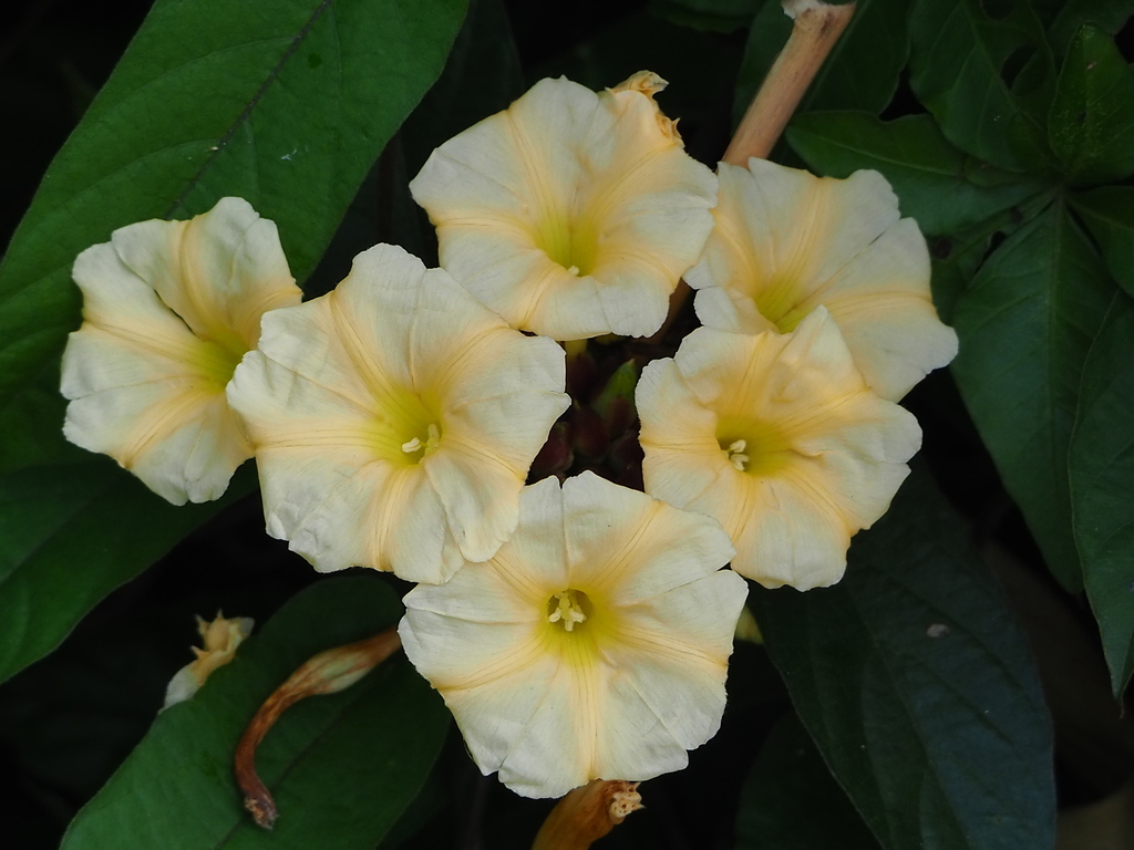 Camonea pilosa