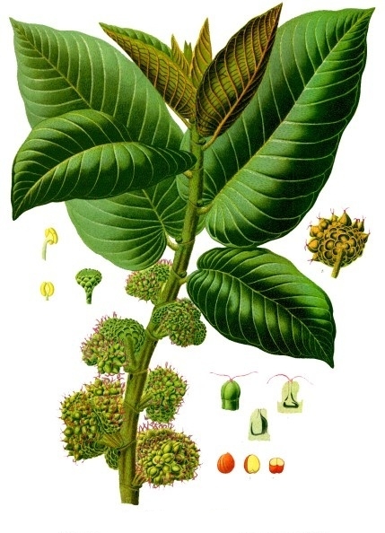 Panama Rubber Tree