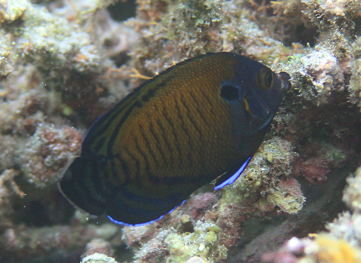Brown Pygmy Angelfish
