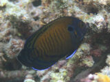 Brown Pygmy Angelfish