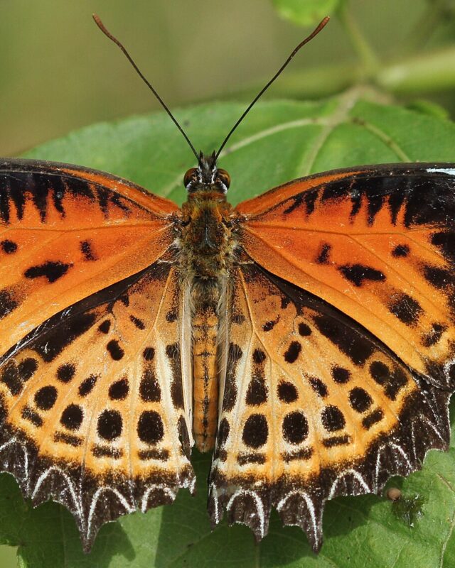Tamil Lacewing Butterfly