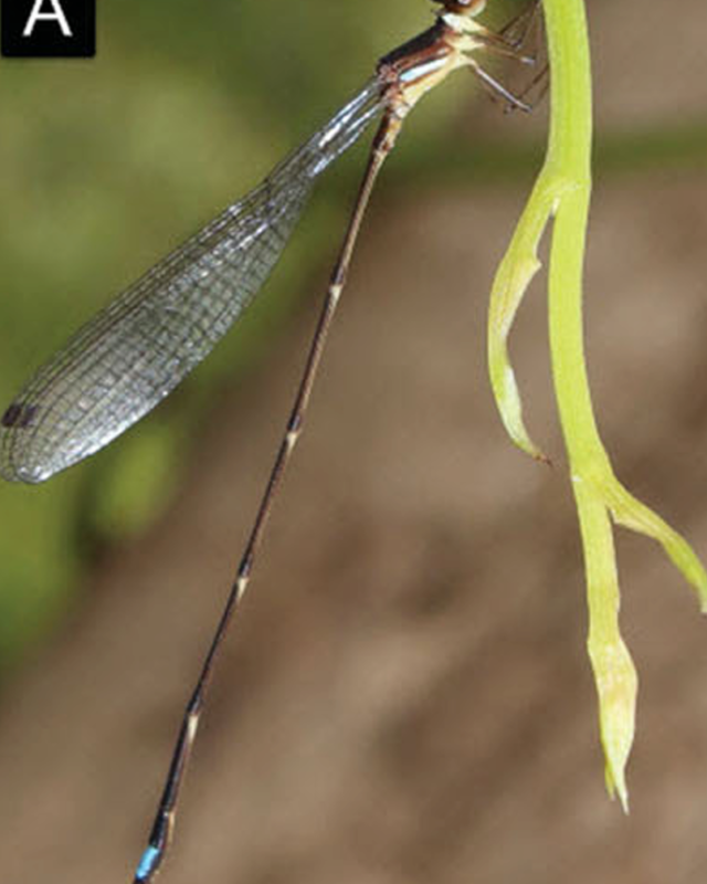 Alwis’ Shadowdamsel